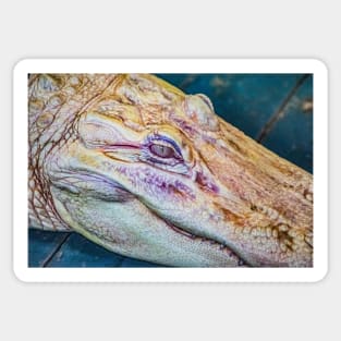 Face of a albino alligator Sticker